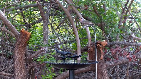 Norther Flicker drinks from drip tube