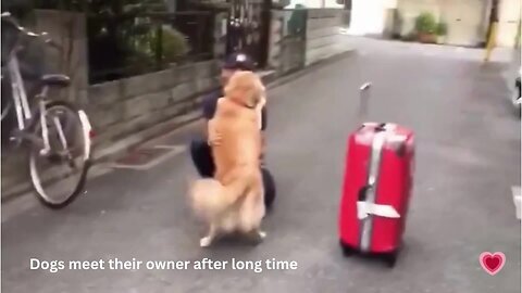 dogs meeting their owner after long time video 2023