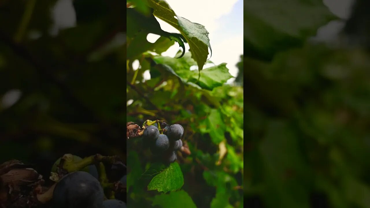 Ella geilla 😁😁😁#shorts #youtube #youtubeshorts