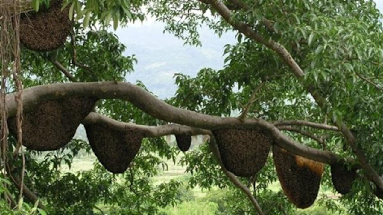 honey hunting in philippines