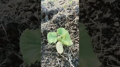 Garden update 15 #gardening #dogs #selfreliance