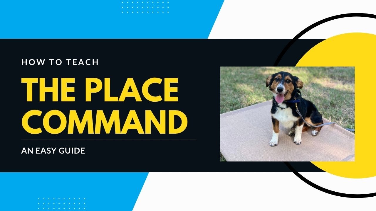 How To Train a Dog the Place Command: An Easy Guide (Pt. 2)