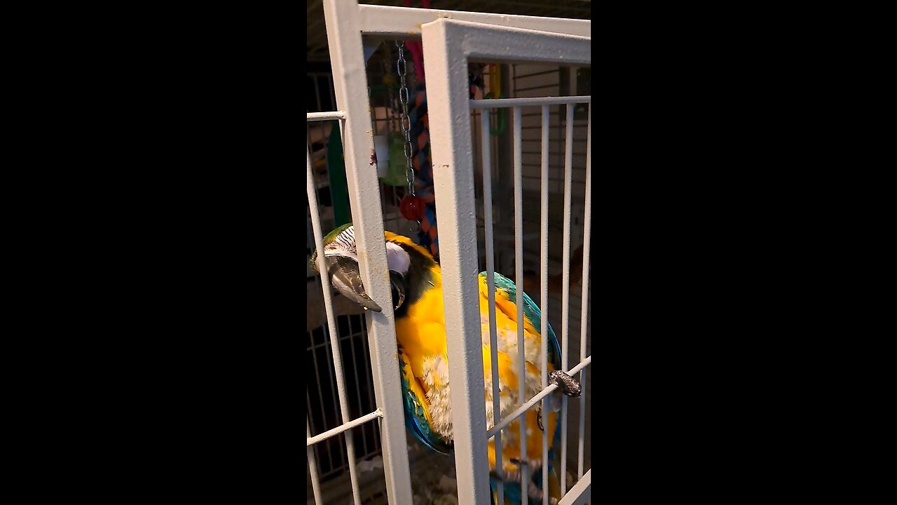 Macaw Malibu takes a stroll over Buddy "the shark" African grey. :)