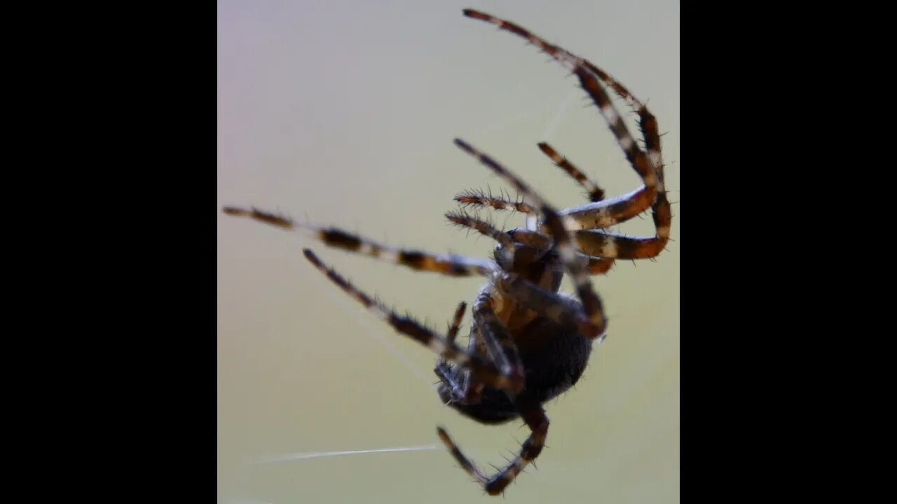 Spider Season 2020 - October - Photos by Q Madp