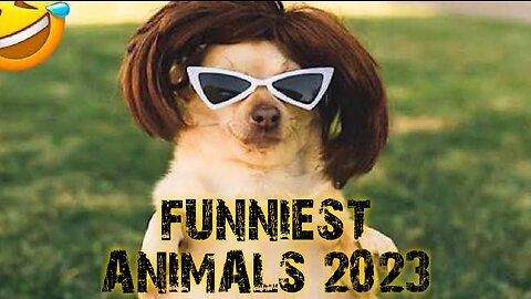 FUNNIEST ANIMALS | 2023 | ENJOY |