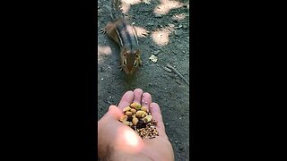 Chipmunk bit me