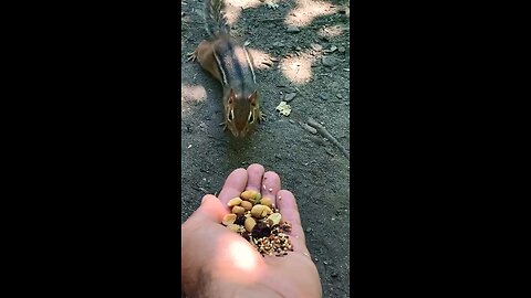 Chipmunk bit me