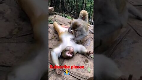 #youtubeshorts funny monky🤣🤣🙏🙏