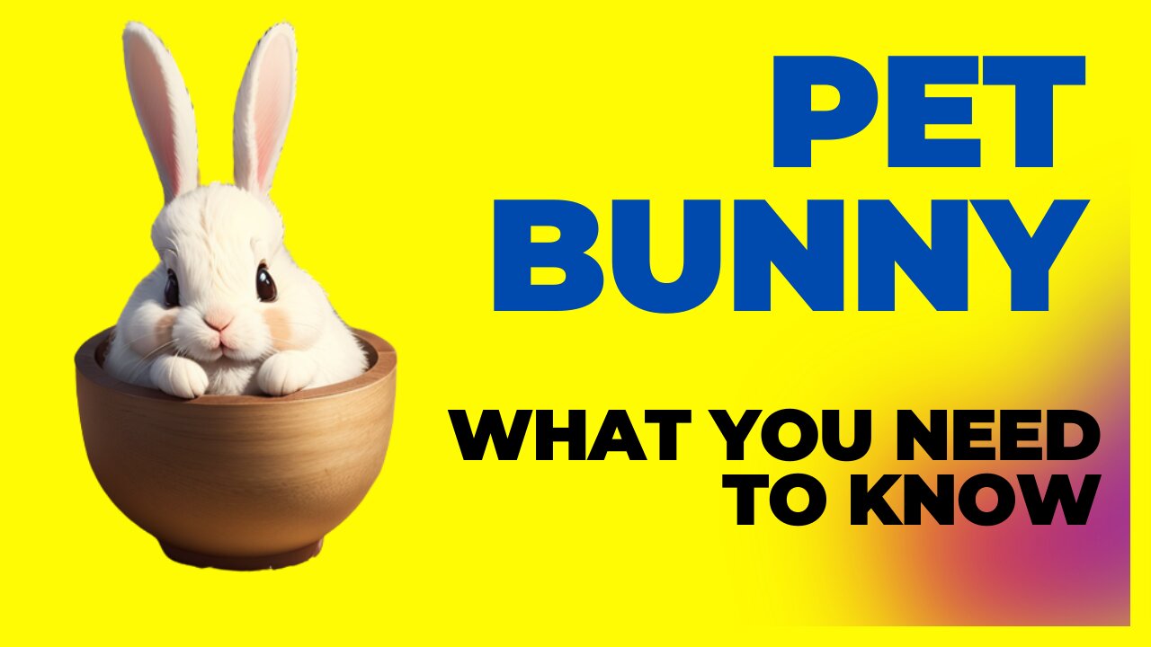 Pet Bunny: What You Need to Know