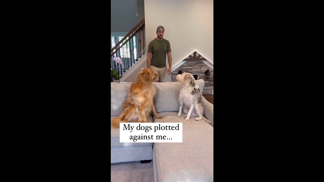 When your dogs have a vet appointment?🤣