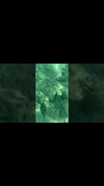 Snorkelling in phi phi part 2. #shorts