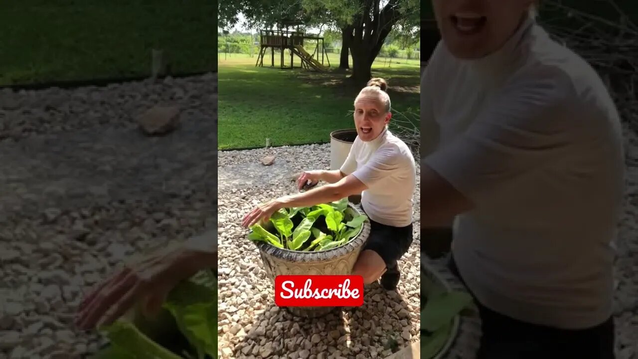 Harvesting some SPICY HORSERADISH leaves first thing in the morning! 🥬 #shorts #viral #tiktok
