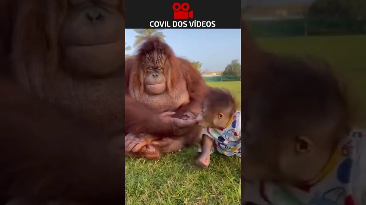 só faltou o papai macaco