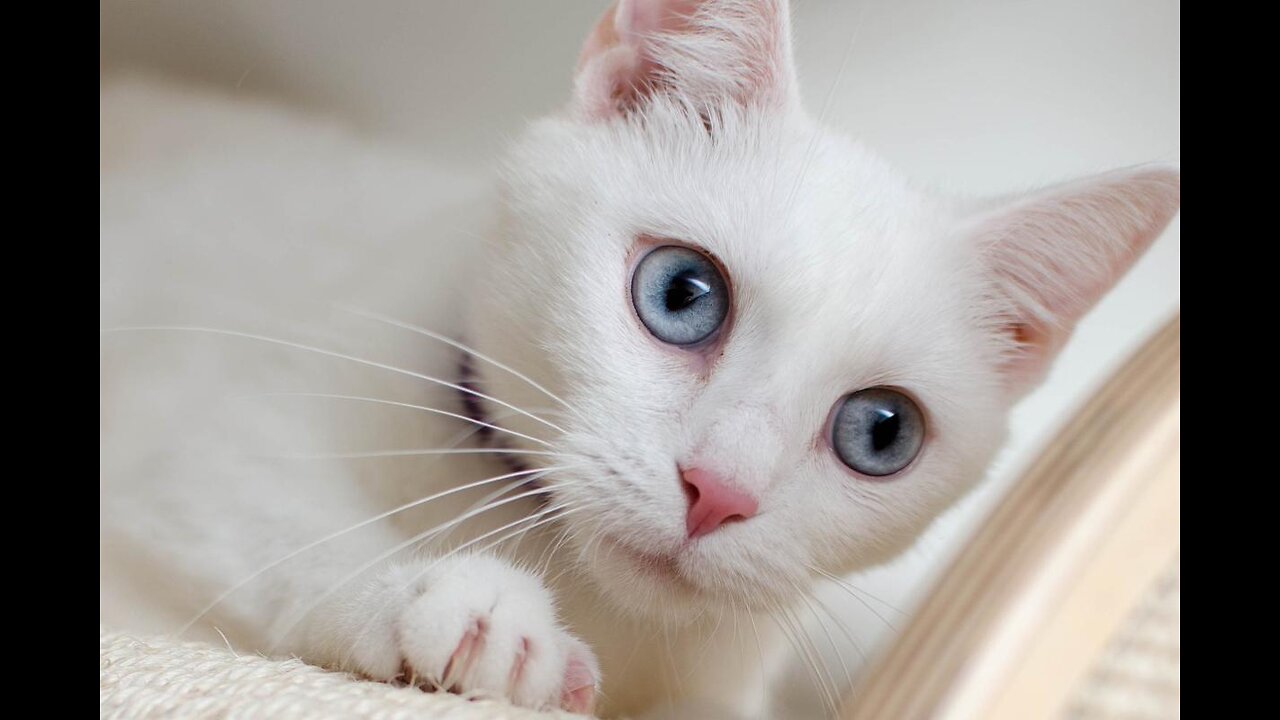 happy kitten in tranquility