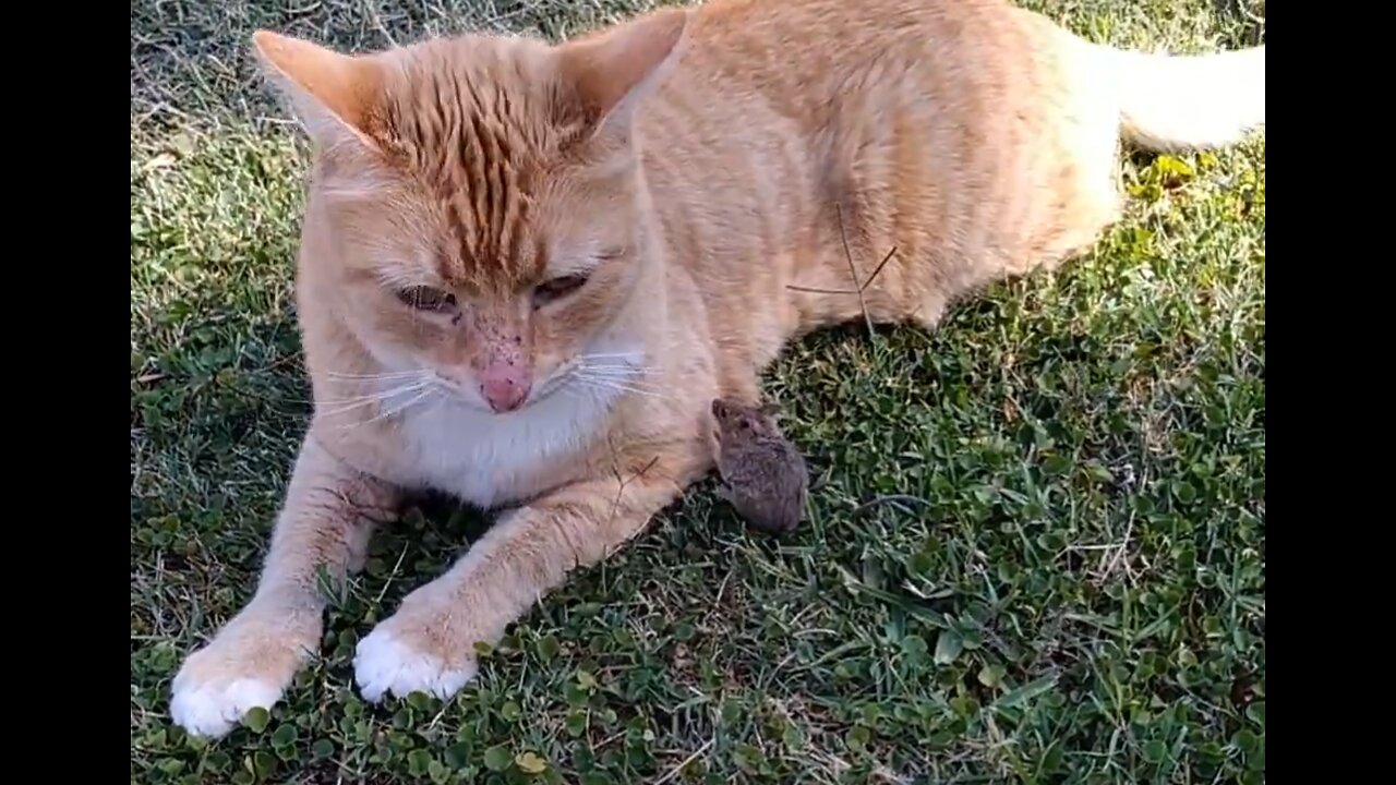 Cat likes playing with Mouse