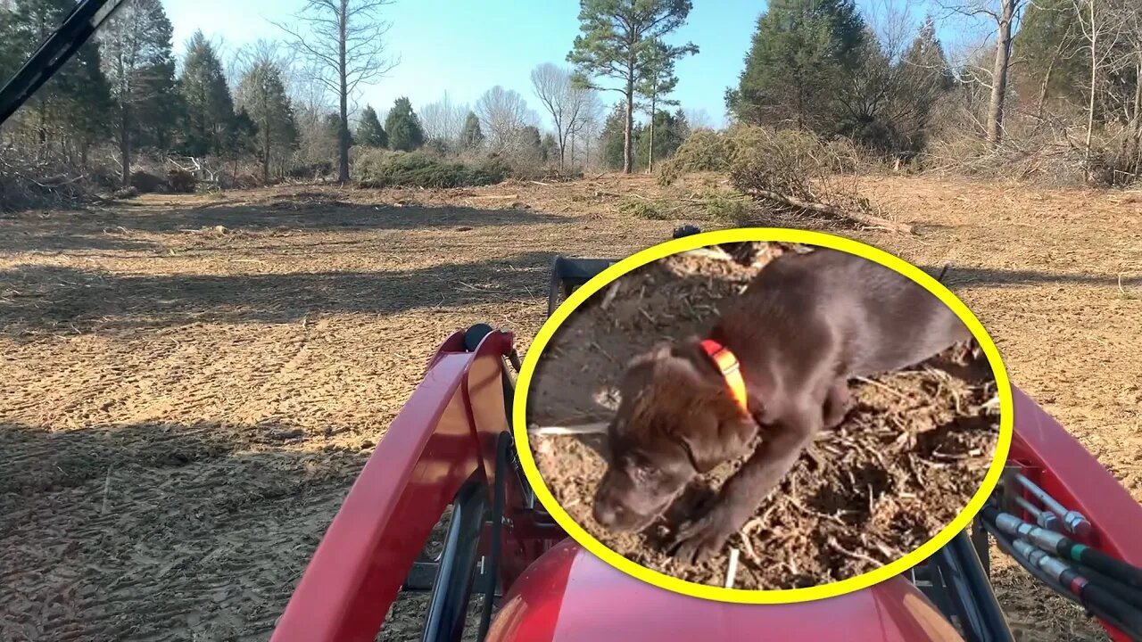 New chocolate lab puppy! Southern Illinois farm vlog; food plot land clearing updates & fresh air!!