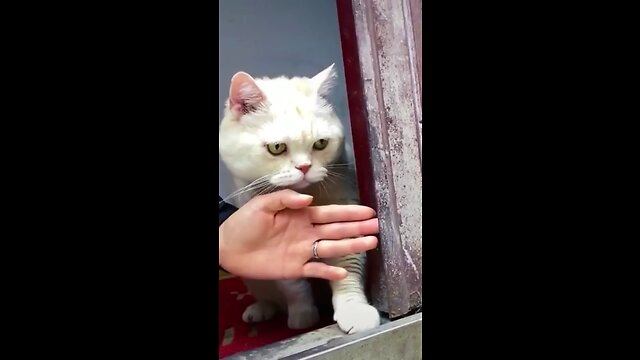 Funny cat