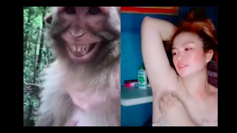 Troll Prank Dog Funny & fake Lion and Fake Tiger Prank To dog & Huge Box Prank to dog
