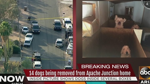 14 dogs removed from home in Apache Junction