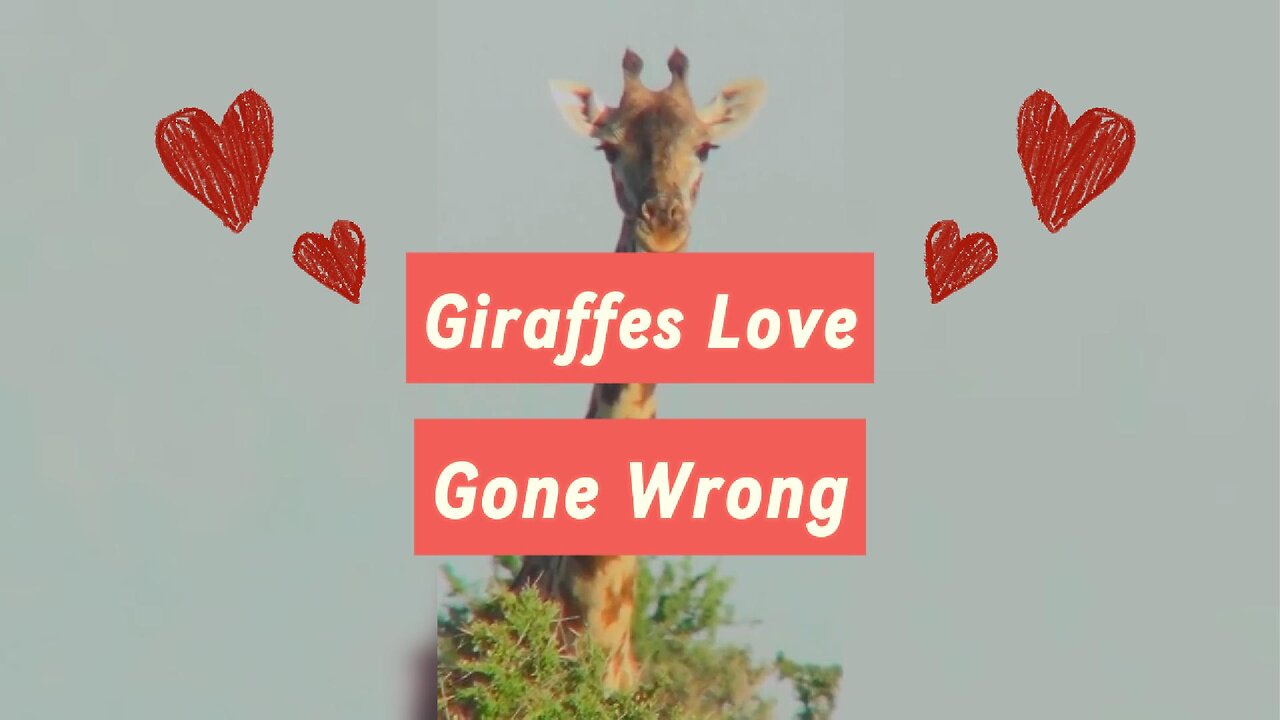 Giraffes Unique Love Ritual Gone Wrong, Yuck!