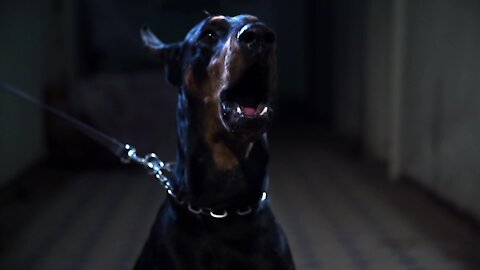 Animal Doberman Dog Barking Pet Looking Danger