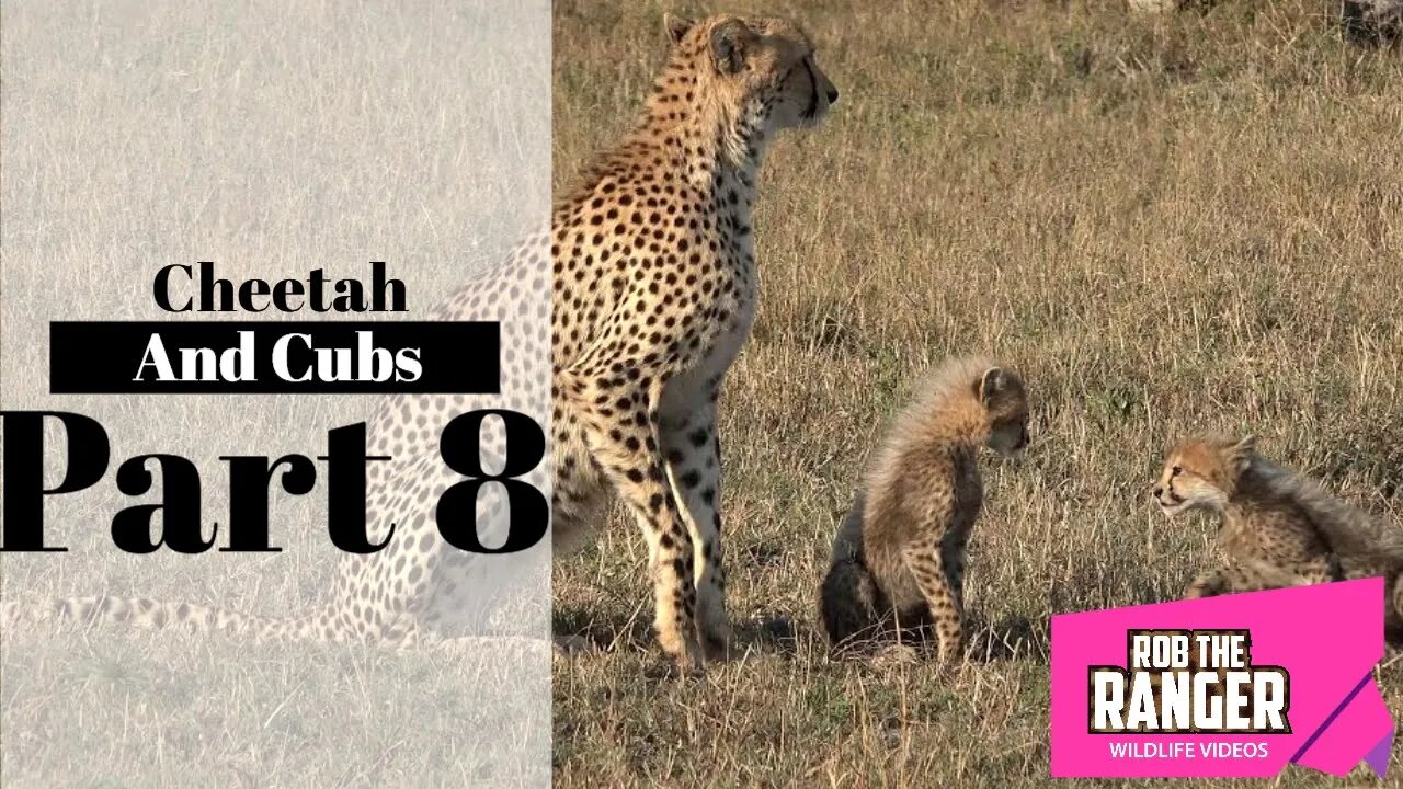 Cheetah And Cubs Part 8: Playing In The Morning Sun