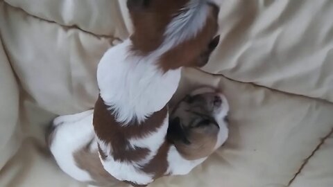 G & H Litter Pups of 2020