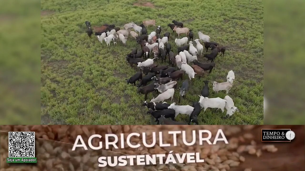 Braquiaria de alto desempenho nutricional da Riza Sementes oferece maior ganho de peso para o gado