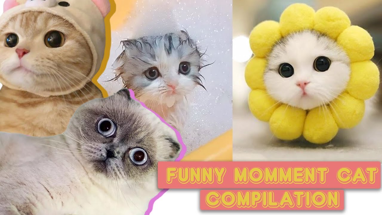 No Laugh Challenge - Funny Moments Of Cats Videos Funny Cats Life
