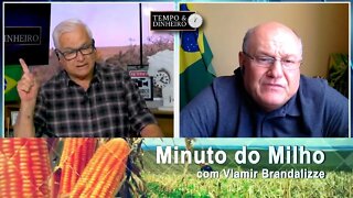 Milho podendo ter Cavalinho Encilhado