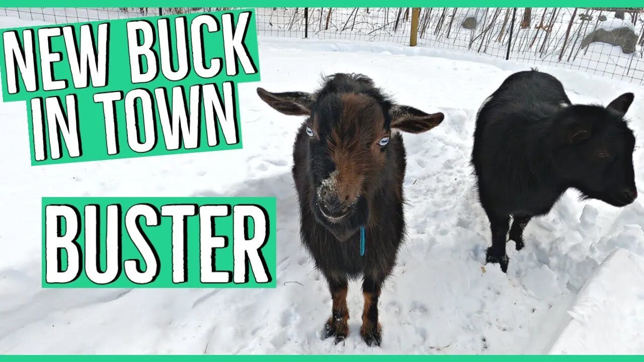 Brining a Nigerian Dwarf Goat Buck to the Homestead ||Kids Due July 2021?! 🤞🤞🤞||