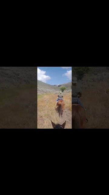 Someone Cast Stampede on a Herd of Wild Jegantha while I was testing out the Horsemanship Mechanic!