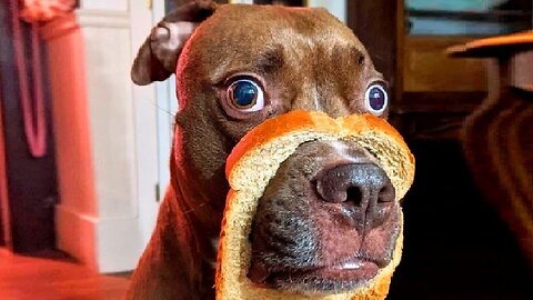 Best Funny Animal Videos 2023 - Funniest Cats And Dogs Video - Part - 81