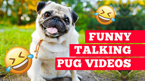 Funny Talking Pugs - Try Not To Laugh Challenge