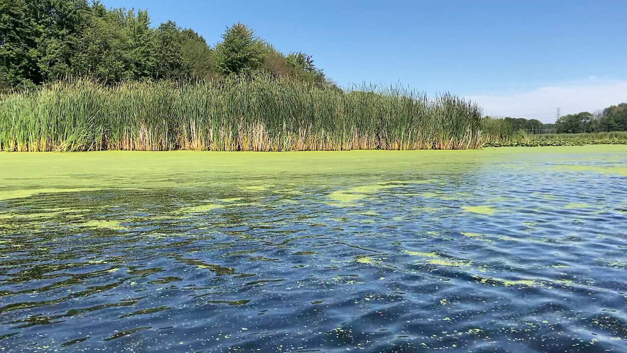 Pigeon River, Port Sheldon Michigan