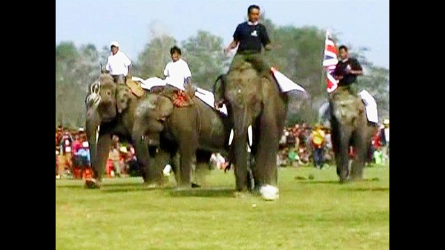 Baby Elephants Play Soccer