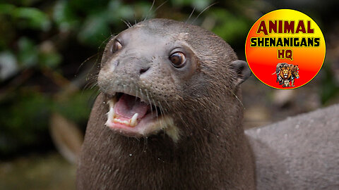 The Loud Calls of Otters and Their Big Feet – 8K Video