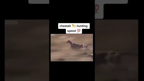 Cheetah @120km speed