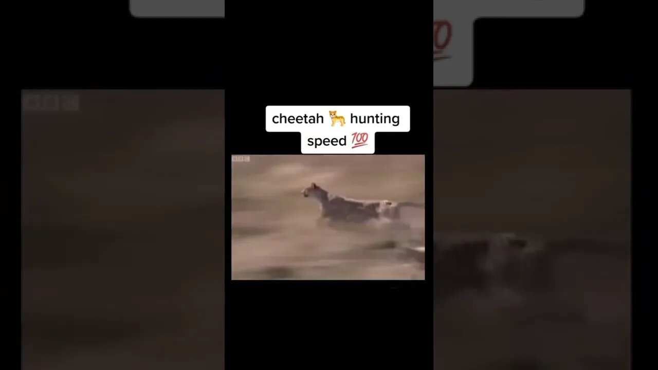 Cheetah @120km speed