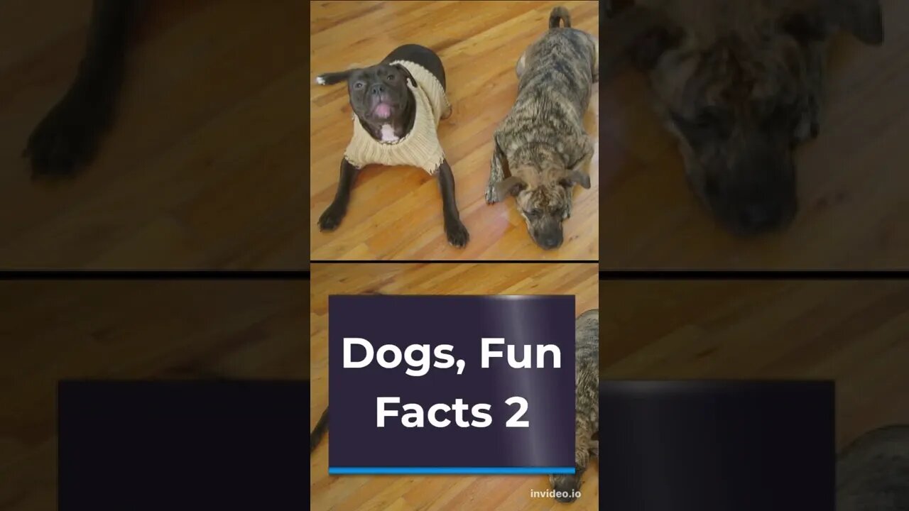 Dogs Fun Facts 2, #shorts.