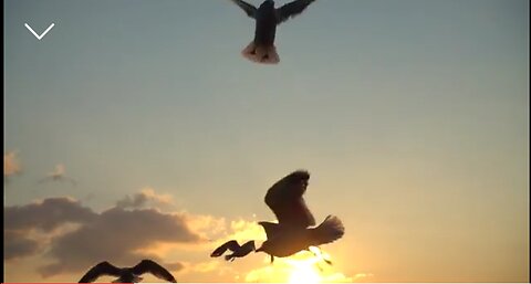 Beautiful Flying Birds