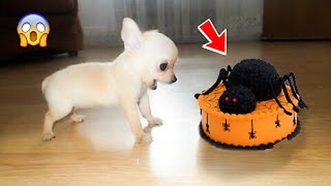 #21 Funniest Animals Video - Funny Dogs And Cats 2023 - #funny #animals #family #2023