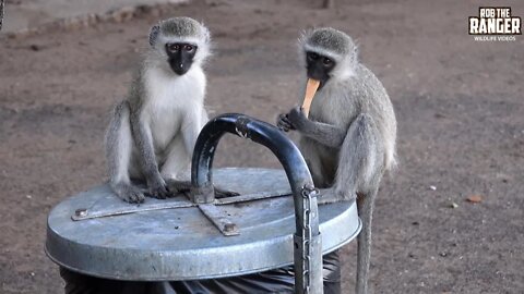 Sunset Wildlife Sightings | Shingwedzi Rest Camp | Kruger National Park