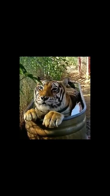 You can't stop living beautifully