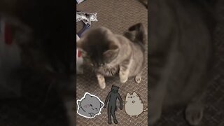 A cute cat dancing