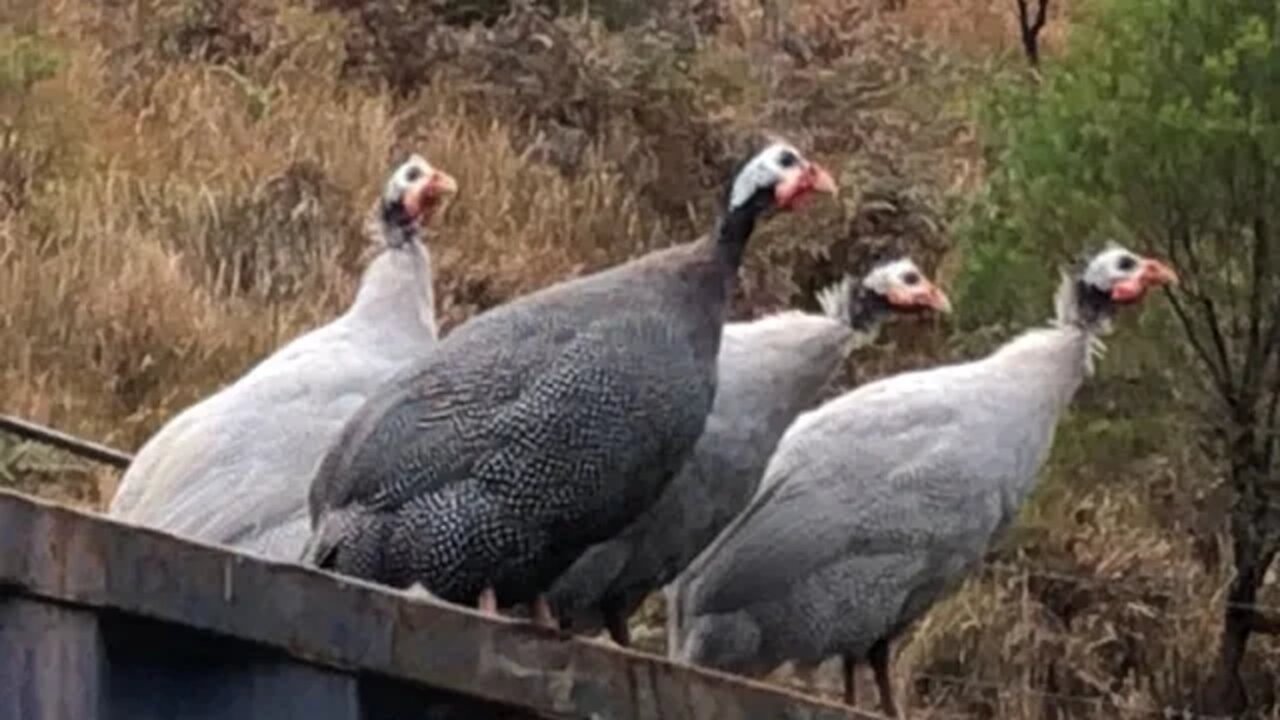 Male and female guinea fowl calls - Lavender are boys, grey is girl