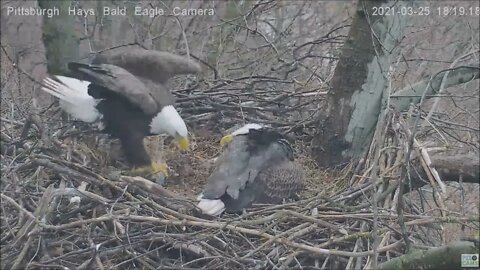 Hays Eagles Dad drops in with a fish returns later to show Mom this huge fish 32521 18:19