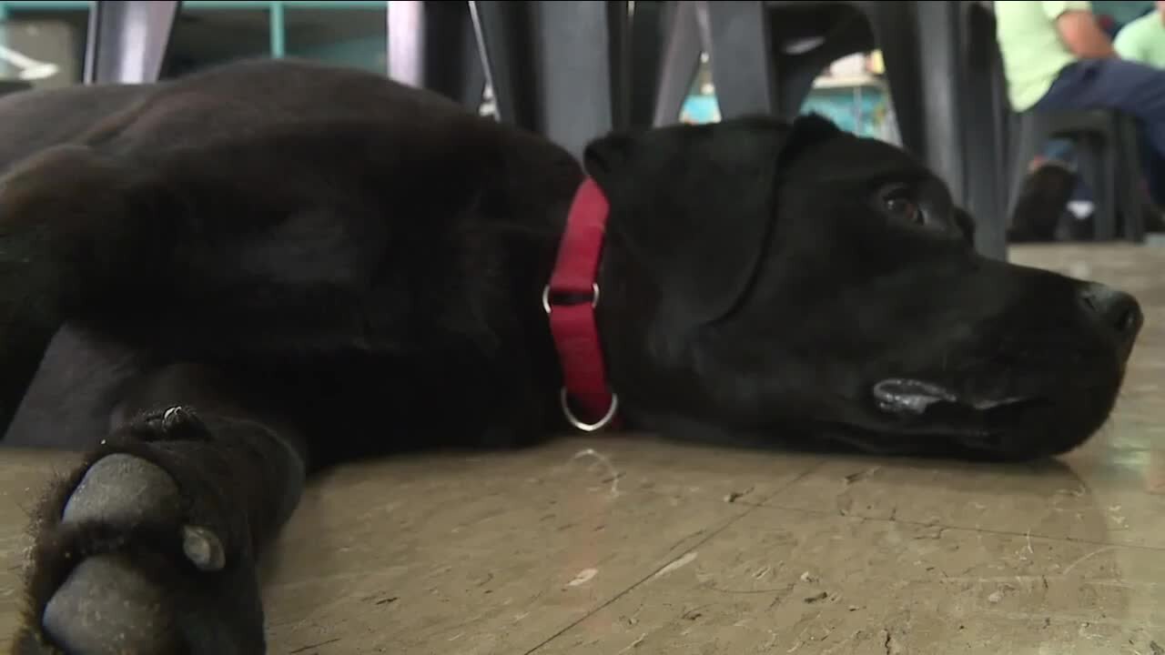 Grafton Correctional Institution inmates training service dogs for nonprofit