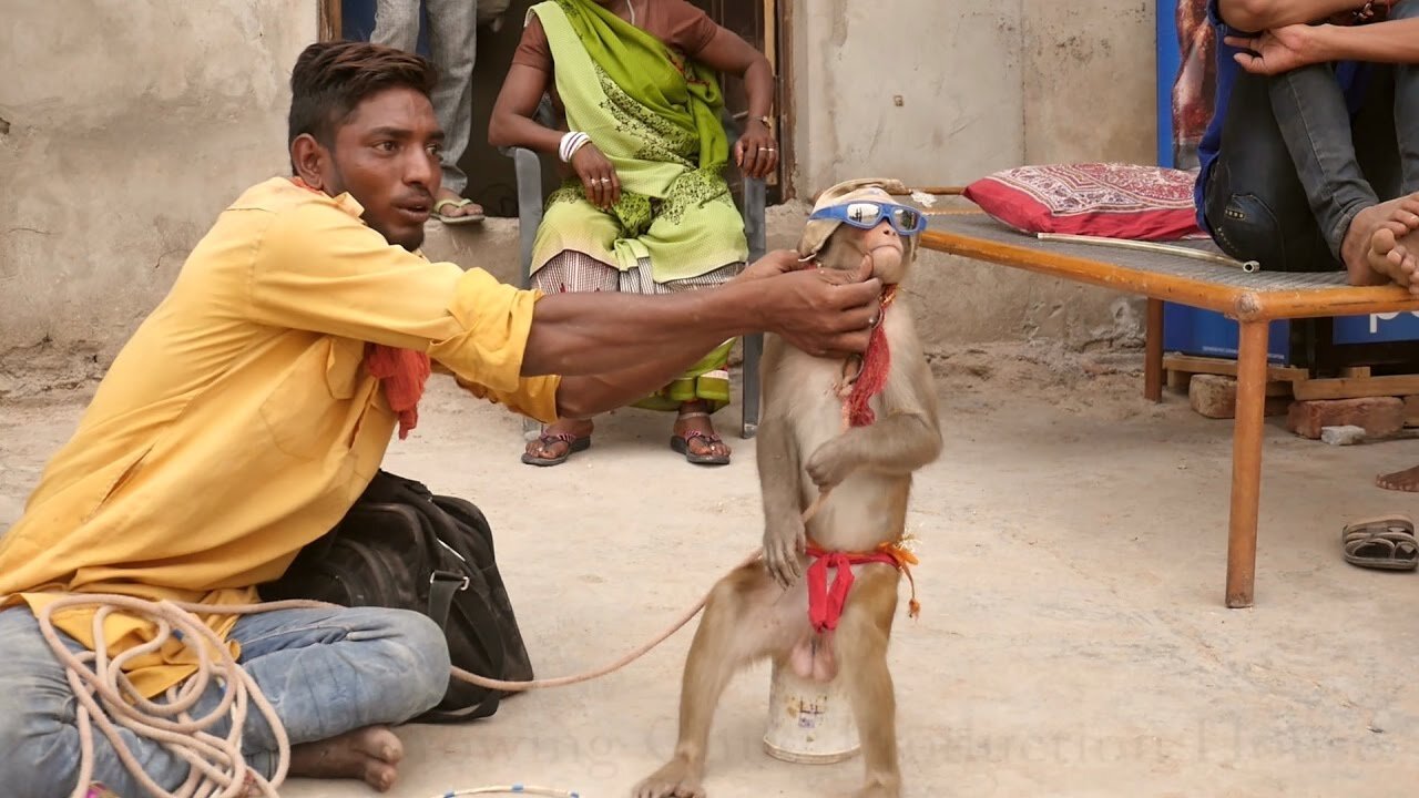 Funny Animals: Monkey Dance Video Just Like Humans