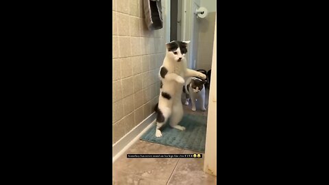 Funny Cat video | Funny Animals videos try not to laugh #cute & #funny - #cat - #video - #shorts